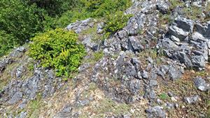 Záber na monitorovaný biotop. 