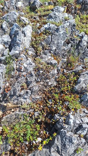 Záber na monitorovaný biotop. 