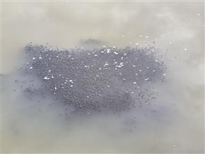 Zhluk žubrienok na hladine vodnej plochy