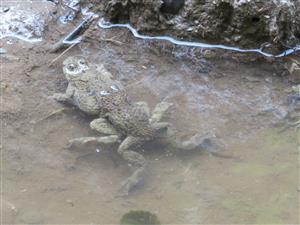 Bombina variegata pár