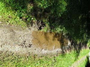 jedno z miest rozmnožovania kunky žltobruchej v TML