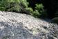 Nespevnené karbonátové skalné sutiny montánneho až kolinného stupňa (20.6.2024)