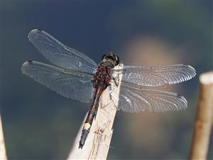 Leucorrhinia pectoralis, samec