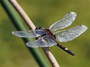 Leucorrhinia pectoralis, samec