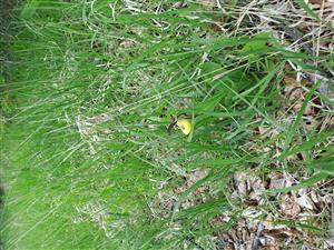 Cypripedium calceolus pri vozovke cesta Popová v krajinici