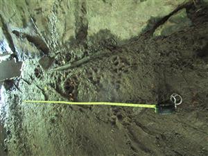 Stopy vydry riečnej 