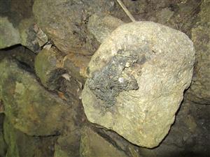 Kôpka trusu vydry riečnej 