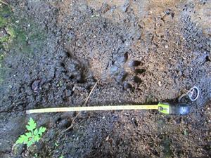 Stopy vydry riečnej