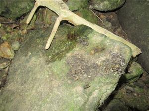 Čerstvý trus so starým trusom 