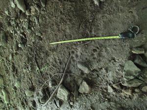 Stopy vydry riečnej 