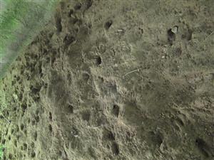 Stopy vydry riečnej v piesku 