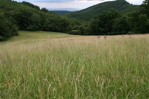 Celkový pohľad na biotop v smere JV