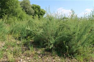 Monitorovaný biotop