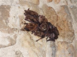 Netopiere veľké s mláďatami