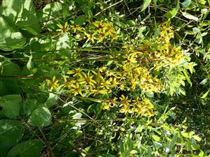 Ligularia sibirica na lokalite