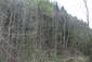 Mlynárka dlhochvostá (20.4.2025)