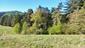 Pipíška chochlatá (27.4.2025)