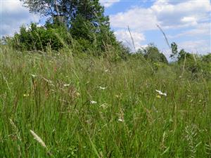 Zachovaná časť biotopu na lokalite