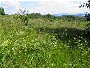 Postupná sukcesia na lokalite