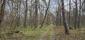 Sýkorka veľká ( bielolíca) (23.4.2025)