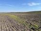 Sýkorka veľká ( bielolíca) (21.5.2025)