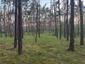 Kanárik záhradný (poľný) (1.5.2025)
