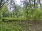 Lastovička domová (17.5.2025)