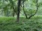 Sýkorka veľká ( bielolíca) (22.5.2025)