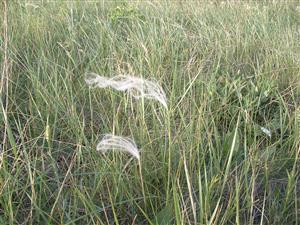 Stipa joannis