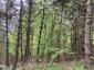 Sýkorka veľká ( bielolíca) (26.5.2025)