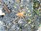 Dolomedes fimbriatus