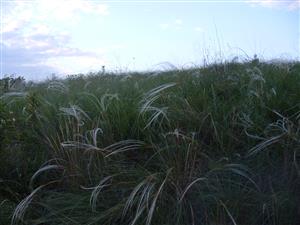 porasty Stipa joannis v TML