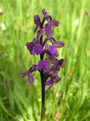 Orchis morio