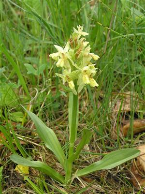 Dactylorhiza sambucina