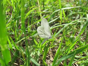 Leptidea morsei - imago