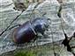 Lucanus cervus