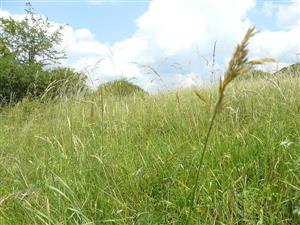 Pohľad na psiarkovú lúku