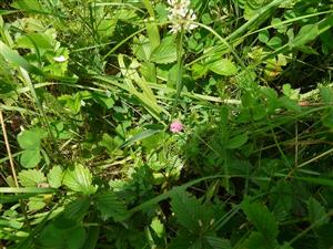 Pohľad na Lathyrus nissolia na lokalite Tekovská Breznica, Pod horou