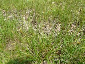 Pohľad na Carex pallescens