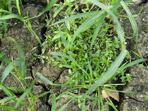 Lindernia procumbens v podraste Leersia oryzoides.