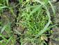 Lindernia procumbens v podraste Leersia oryzoides.