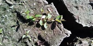 Drobná rastlina Lindernia procumbens v auguste.