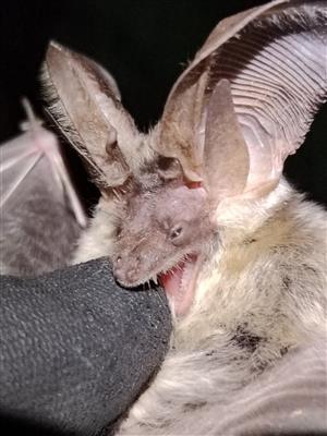 odchyt juvenilnej samice Plecotus auritus