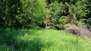 Pohľad na lokalitu smerom dole svahom