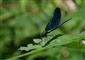 Calopteryx virgo