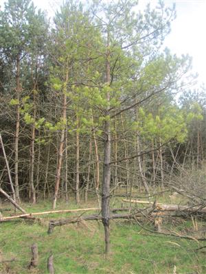 ohryz borovice