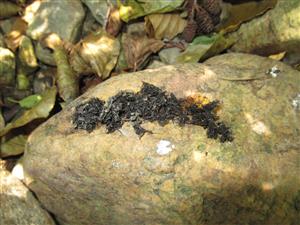 Čerstvý trus vydry riečnej 