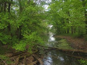 Meander