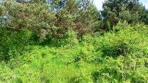 Pohľad na TML - silné zarastanie drevinami