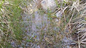 Pohľad na TML - posledné zbytky biotopu 7220 s penovcom v priekope pri poľnej ceste